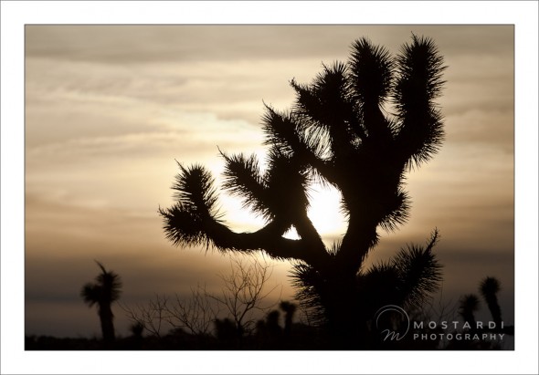 west chester photographers travel pictures joshua tree